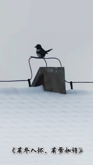 財(cái)信集團(tuán)剪影丨&ldquo;有冬入懷 有雪為師&rdquo;