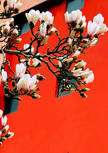 財(cái)信集團(tuán)剪影丨&ldquo;春已成花&rdquo;