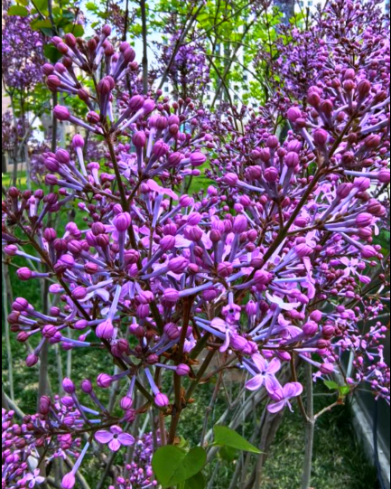 財(cái)信集團(tuán)剪影丨&ldquo;最美人間四月天&rdquo;