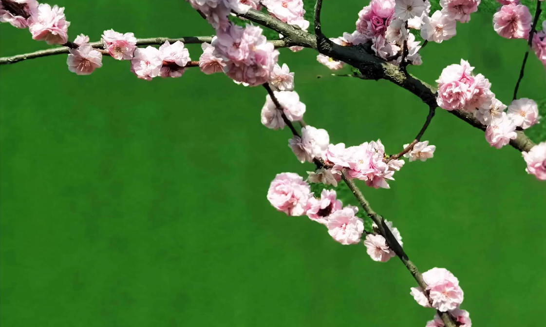 財(cái)信集團(tuán)剪影丨&ldquo;寫(xiě)盡春華&rdquo;